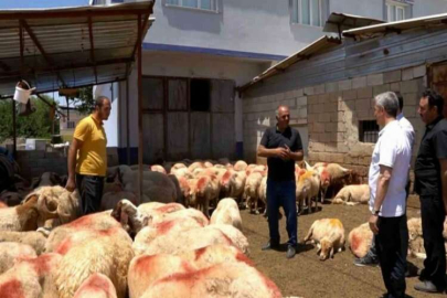 Şahinbey’in destekleriyle hayvancılık gelişiyor