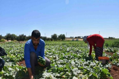 Depremzede çiftçiler toprakla hayata tutunuyor