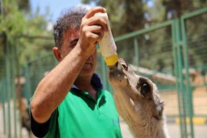 Annesi tarafından terk edilen yavru albino deveye bakıcıları sahip çıktı