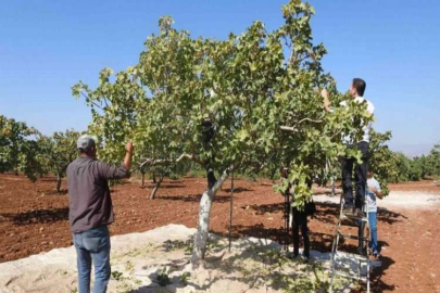 Kilis’te yeşil altının hasadı başladı