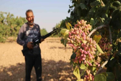 ‘Yeşil altın’ için 7 gün 24 saat silahlı nöbet