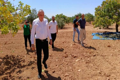 “Fıstık üreticileri dertli”