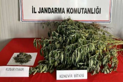 Uyuşturucu operasyonlarında 295 şüpheli yakalandı