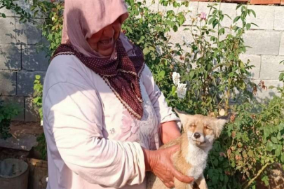 Yolda bulduğu yaralı tilkiyi evine götürerek besledi