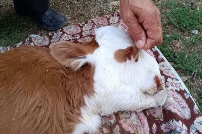 Deprem stresi sakat doğumları arttırdığı iddiası