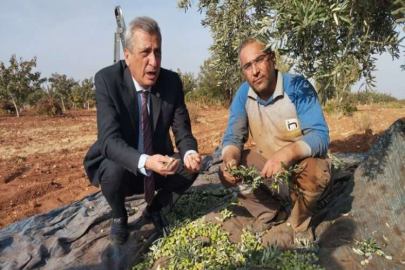 Zeytin üreticileri dertli