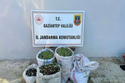 Jandarma ekipleri hırsızlara göz açtırmıyor