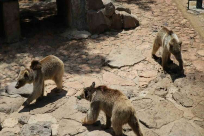 Gaziantep’te hayvanlar kış uykusunu unuttu
