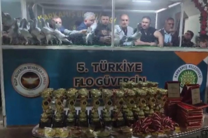 Türkiye’nin en güzel güvercinleri Karkamış’ta görücüye çıktı