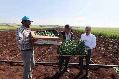 Tahmazoğlu çiftçilerle birlikte fide dikti