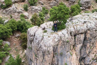 Kayanın üzerindeki ağaç görenlerin dikkatini çekiyor