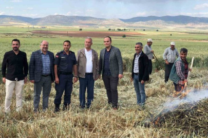 Gaziantep’te geleneksel yöntemlerle yapılan firik hasadı başladı