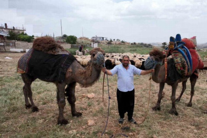 Kurbanlık develer 300 bin TL’den kapış kapış satıldı