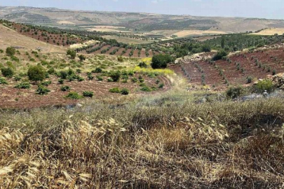 Kilis’te çıkan yangında 15 dönüm alanda ekili buğday kül oldu