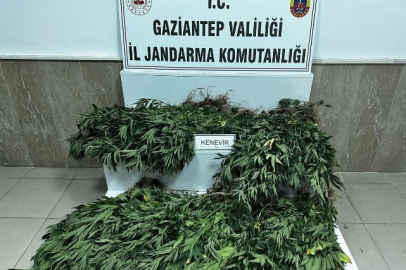 Gaziantep’te 214 kök kenevir bitkisi ele geçirildi