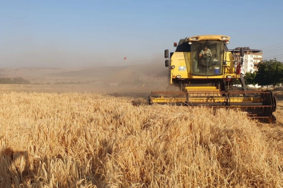 Gaziantep’te arpa ve buğday hasadı başladı