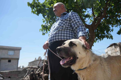 Şahinbey Belediyesi köpeklere sahip çıkıyor