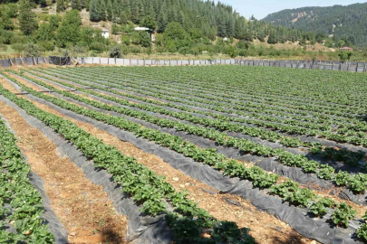 Depremzede kadınlar devlet desteğiyle çilek bahçesi kurdu
