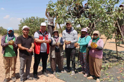 Gaziantep’te baklavalık boz Antep fıstığı hasadı başladı