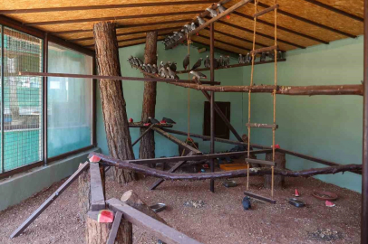 İstanbul Havalimanı’nda yakalanan papağanların yeni yuvası Gaziantep Hayvanat Bahçesi