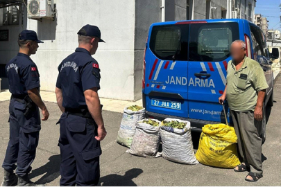 Jandarmadan yeşil altın hırsızlarına operasyon