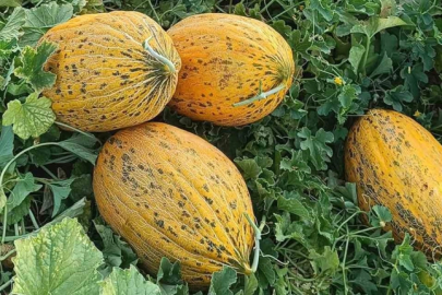 Araban’da kavun hasadı başladı