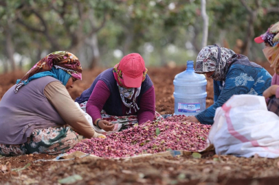 Antep fıstığını kavlatma mesaisi sürüyor