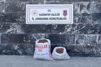 Fıstık hırsızı 6 şahsa jandarmadan suçüstü