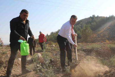Nizip Belediyesi, bin adet zeytin fidesi dikti