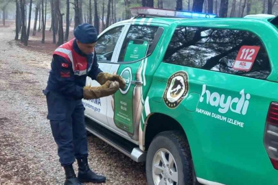 Jandarma ekiplerinden yaralı yırtıcı kuş doğana şefkat eli
