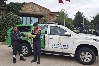 Yaralı şahine jandarmadan şefkat eli
