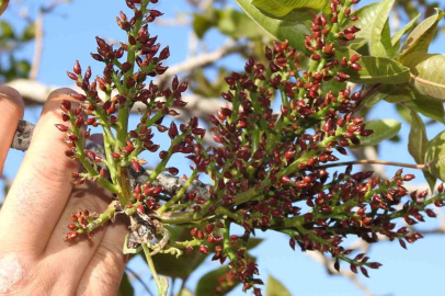 Fıstık üreticileri nefes aldı
