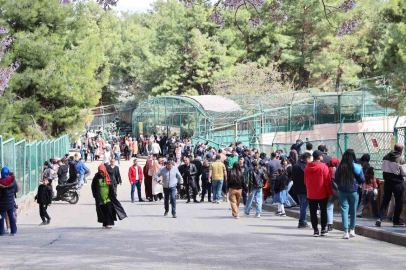 Yırtıcı Adası ve Afrika Savanı geliyor