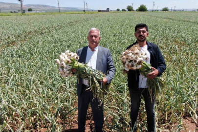 AB tescilli Araban sarımsağının hasadı başladı