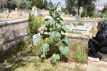 Feray Şahin, Anneler Günü’nde mezarı başında anıldı