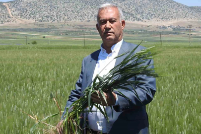 Araban buğdayı çiftçinin yüzünü güldürüyor