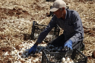 Sarımsak hasadını sürdüren çiftçiler yüksek rekolteden memnun