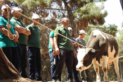 Gaziantep Büyükşehir, kurban yakalama timi bayrama hazır
