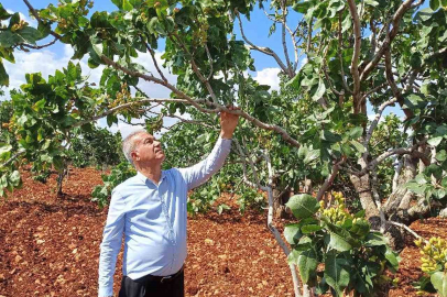 Antep fıstığı hasadında düşüş bekleniyor