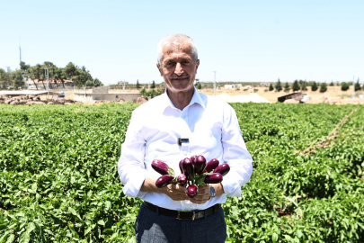 TAHMAZOĞLU ÇİFTÇİLERLE TARLADA PATLICAN, BİBER TOPLADI