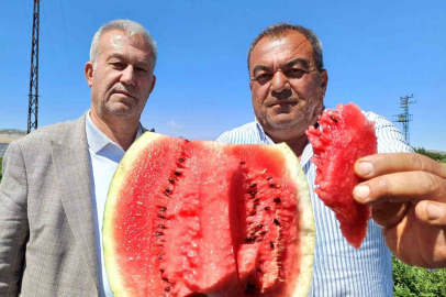Araban’da karpuz hasadı başladı