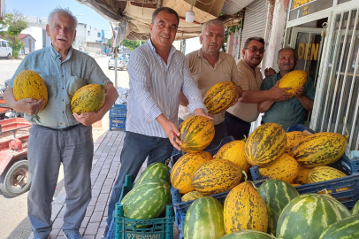 Araban Ovası'nda kavun hasadı başladı