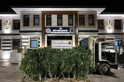 825 kök kenevir ele geçirildi