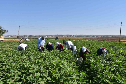Gaziantep’te domates, patlıcan ve biber hasadı başladı