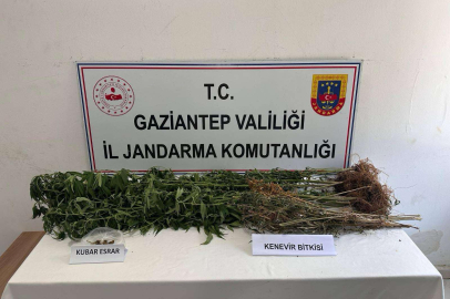 428 kök kenevir ele geçirildi