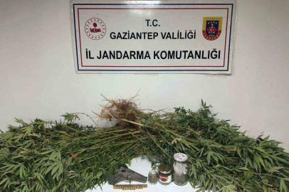 5 kilo esrar ile 178 kök kenevir ele geçirildi: 4 gözaltı