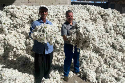 Araban’da pamuk hasadı başladı
