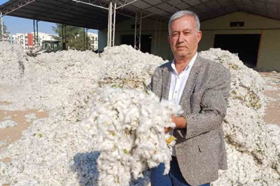 Araban Ovası’nda makinalı pamuk hasadı buruk başladı