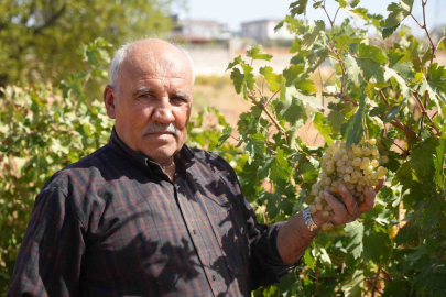 Fıstık şehrine kurduğu üzüm bağı üreticilere örnek oldu