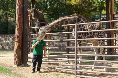 Zürafalar ile bakıcılarının dostluğu şaşırtıyor